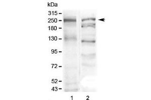Western blot testing of 1) mouse stomach and 2) human SGC-7901 lysate with MUC6 antibody at 0.