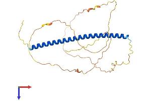 Basic Leucine Zipper Transcription Factor, ATF-Like 2 (BATF2) (AA 1-274) protein (His tag)