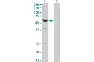 Western Blot analysis of ARHGEF5 expression in transfected 293T cell line by ARHGEF5 monoclonal antibody (M01), clone 3A12-B5. (ARHGEF5 antibody  (AA 1-519))