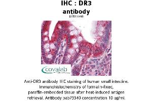 Image no. 1 for anti-Tumor Necrosis Factor Receptor Superfamily, Member 25 (TNFRSF25) (AA 1-210) antibody (ABIN1733761)