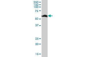 RBMY1F MaxPab polyclonal antibody. (RBMY1F antibody  (AA 1-496))