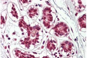 Image no. 2 for anti-Cullin 2 (CUL2) (AA 748-759) antibody (ABIN1491764) (Cullin 2 antibody  (AA 748-759))