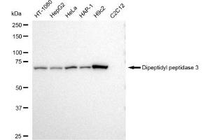 Western blotting analysis using Dipeptidyl peptidase 3 antibody (ABIN7798344). (Recombinant DPP3 antibody)