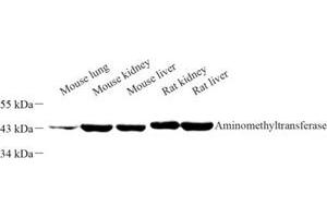 Western blot analysis of Aminomethyltransferase (ABIN7073036) at dilution of 1: 500 (Aminomethyltransferase antibody)
