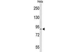 Western blot analysis of COG2 Antibody (N-term) in Hela cell line lysates (35µg/lane). (COG2 antibody  (N-Term))