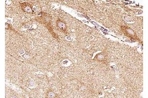 ABIN6268819 at 1/100 staining human brain tissue sections by IHC-P.