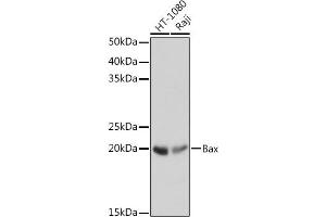Western blot analysis of extracts of various cell lines, using Bax antibody (ABIN7265855) at 1:1000 dilution.