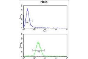 Flow cytometry analysis of Hela cells (bottom histogram) compared to a negative control cell (top histogram). (INSIG1 antibody  (N-Term))