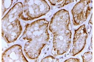 ABIN5539755 (2µg/ml) staining of paraffin embedded Human Kidney. (SLC26A1 antibody  (C-Term))