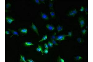 Immunofluorescent analysis of U251 cells using ABIN7160749 at dilution of 1:100 and Alexa Fluor 488-congugated AffiniPure Goat Anti-Rabbit IgG(H+L) (GPR18 antibody  (AA 290-331))