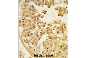 Formalin-fixed and paraffin-embedded human testis tissue reacted with WDR37 Antibody (C-term), which was peroxidase-conjugated to the secondary antibody, followed by DAB staining. (WDR37 antibody  (C-Term))