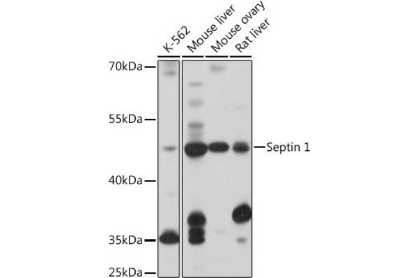 Septin 1 antibody  (AA 270-370)