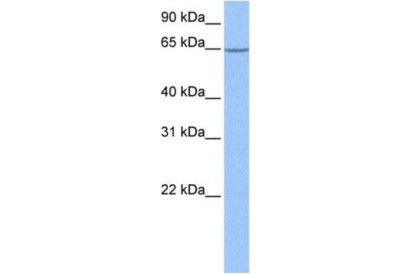 NOP56 antibody  (Middle Region)