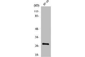 Western Blot analysis of HT29 cells using Neurexophilin-3 Polyclonal Antibody (NXPH3 antibody  (Internal Region))