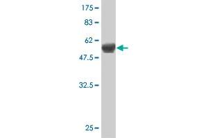 Western Blot detection against Immunogen (58. (HLF antibody  (AA 1-295))