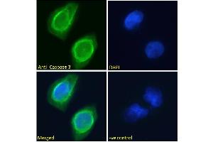 ABIN768625 Immunofluorescence analysis of paraformaldehyde fixed U251 cells, permeabilized with 0. (Caspase 3 antibody  (Internal Region))