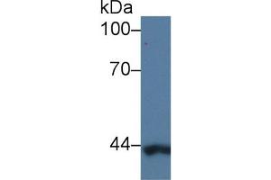 Detection of CAP3 in Human K562 cell lysate using Polyclonal Antibody to Cytoplasmic Antiproteinase 3 (CAP3) (SERPINB9 antibody  (AA 1-376))