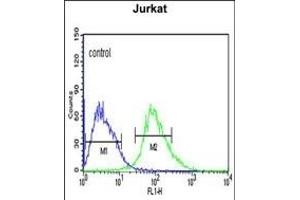 CANT1 Antibody (N-term) (ABIN652769 and ABIN2842506) flow cytometric analysis of Jurkat cells (right histogram) compared to a negative control cell (left histogram). (CANT1 antibody  (N-Term))