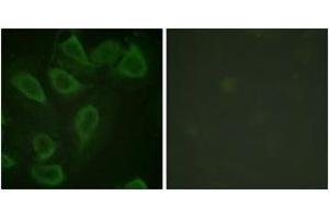 Immunofluorescence (IF) image for anti-Platelet/endothelial Cell Adhesion Molecule (PECAM1) (AA 686-735), (pTyr713) antibody (ABIN1531371)