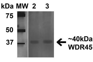 Western blot analysis of Human 293Trap cell lysates showing detection of 40 kDa WDR45 protein using Rabbit Anti-WDR45 Polyclonal Antibody . (WDR45 antibody  (AA 312-322) (Atto 488))