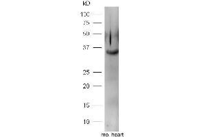 Mouse heart lysates probed with Rabbit Anti-FGF1 Polyclonal Antibody, Unconjugated  at 1:5000 for 90 min at 37˚C. (FGF1 antibody  (AA 16-80))