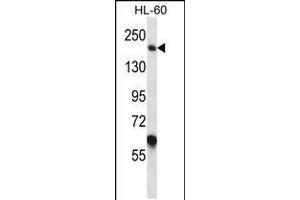 Western blot analysis in HL-60 cell line lysates (35ug/lane). (Myomesin 1 antibody  (AA 904-933))