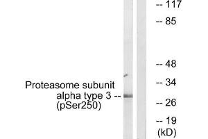 Western blot analysis of extracts from 3T3 cells, treated with EGF (200 ng/mL, 30 mins), using Proteasome α3 (Phospho-Ser250) antibody. (PSMA3 antibody  (pSer250))