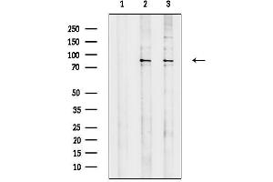 anti-Sema Domain, Immunoglobulin Domain (Ig), Transmembrane Domain (TM) and Short Cytoplasmic Domain, (Semaphorin) 4A (Sema4a) (Internal Region) antibody
