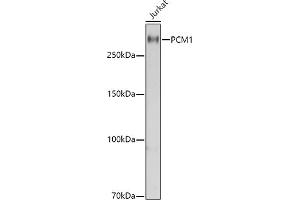Western blot analysis of extracts of Jurkat cells, using PCM1 antibody  at 1:1000 dilution. (PCM1 antibody  (AA 1-260))