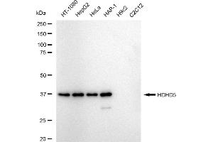 Western blotting analysis using HDHD5 antibody (ABIN7798836).