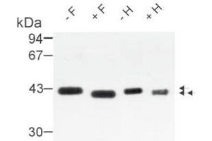 Western Blot analysis of Osteonectin isolated from human bone. (SPARC antibody)