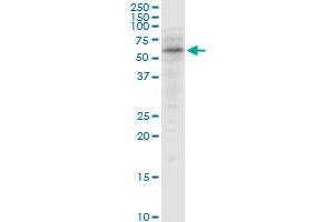 SNX4 MaxPab polyclonal antibody. (Sorting Nexin 4 antibody  (AA 1-450))