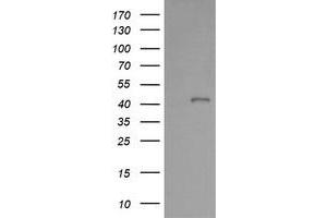 Image no. 2 for anti-Parvin, alpha (PARVA) antibody (ABIN1496441) (Parvin alpha antibody)