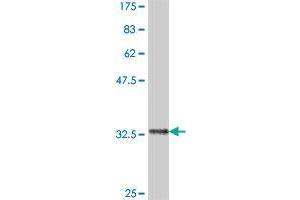 Western Blot detection against Immunogen (34. (FBXO8 antibody  (AA 1-77))