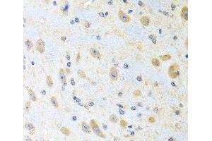 Immunohistochemistry of paraffin-embedded Mouse brain using MLN Polyclonal Antibody at dilution of 1:100 (40x lens). (Motilin antibody)