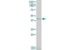 OPRK1 antibody  (AA 1-58)