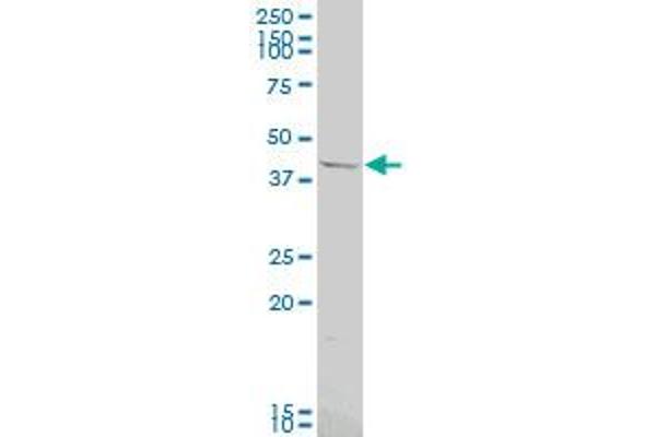 OPRK1 antibody  (AA 1-58)