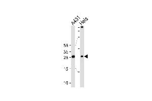 Western blot analysis of lysates from A431, Hela cell line (from left to right), using SFN Antibody at 1:1000 at each lane.