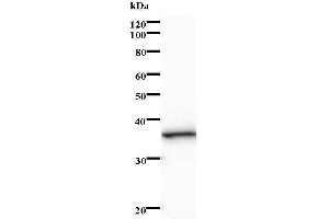 Western Blotting (WB) image for anti-Nth Endonuclease III-Like 1 (NTHL1) antibody (ABIN933150) (Nth Endonuclease III-Like 1 (NTHL1) antibody)