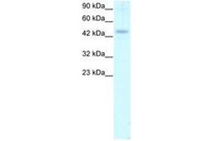 Image no. 1 for anti-Calreticulin (CALR) (C-Term) antibody (ABIN202474) (Calreticulin antibody  (C-Term))