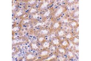 Immunohistochemical staining of mouse kidney using AP30447PU-N IRF3 antibody at 2 μg/ml. (IRF3 antibody  (C-Term))