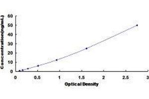 CD200 Receptor 1-Like (CD200R1L) ELISA Kit