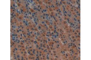 Used in DAB staining on fromalin fixed paraffin- embedded stomach tissue (Caspase 7 antibody  (AA 1-250))