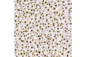 Immunohistochemistry of paraffin-embedded rat liver using RBM3 Rabbit mAb (ABIN7270084) at dilution of 1:25 (40x lens). (RBM3 antibody)