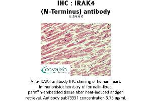 Image no. 1 for anti-Interleukin-1 Receptor-Associated Kinase 4 (IRAK4) (N-Term) antibody (ABIN1736005) (IRAK4 antibody  (N-Term))