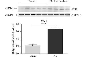 Expression of Wnt1 in kidney homogenates of sham and nephrectomized rats. (WNT1 antibody  (Internal Region))
