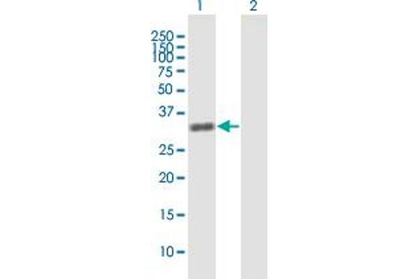 ZBTB49 antibody  (AA 1-248)