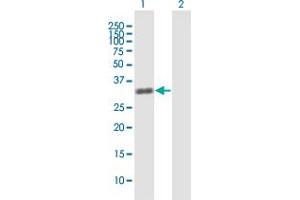 Western Blot analysis of ZNF509 expression in transfected 293T cell line by ZNF509 MaxPab polyclonal antibody. (ZBTB49 antibody  (AA 1-248))