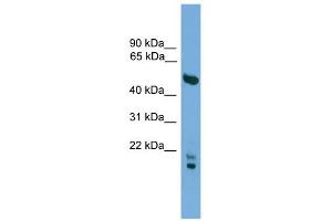 OMG antibody used at 1 ug/ml to detect target protein. (OMG antibody  (N-Term))