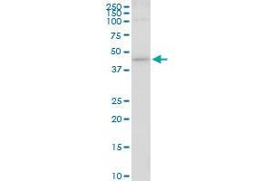 HS6ST1 antibody  (AA 303-401)